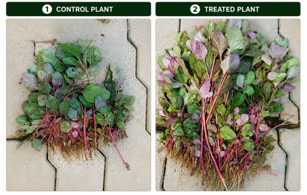 Side-by-side plant comparison of red amaranth — untreated control plants on the left showing moderate leaf size, density, and thinner stems, versus exRNA Agro-treated plants on the right showing increased leaf size, denser canopy, thicker stems, and stronger root development.